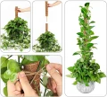 Podpora do Kwiatów Palik Kokosowy 90cm Tyczka do Roślin 1szt